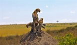 Gepard: Kobni instinkt