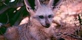 Namibia’s Bat-Eared Foxes