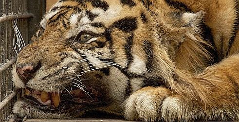 Sumatranski tigrovi ljudožderi
