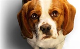 Bailey se vratio u prvom traileru za film "A Dog's Journey"