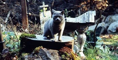 Mačje pokopališče
