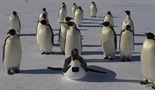 Špijun među pingvinima
