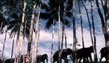 Staza slonova