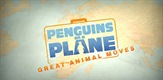 Pingvini u zrakoplovu: Velike seobe životinja