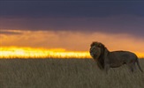 Otkrijte tajni svijet noćnog lova lavova, leoparda i hijena