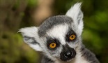 Legendarni lemuri Madagaskara