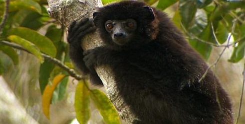 Martin Clunes: Poslednji Lemuri