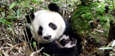 Giant Pandas: Lost Mountains In Qinling