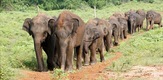 Šri Lanka - Ostrvo slonova