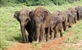 Šri Lanka - Otok slonova