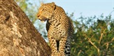 Borbeni klub leoparda