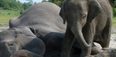 Ratni slonovi