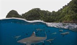 Ostrvo morskih pasa