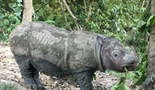 Operacija: Nosorozi iz Sumatre