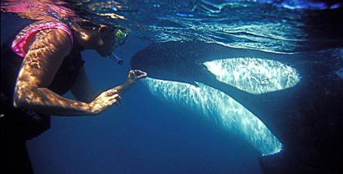 Plivanje s kitovima ubojicama