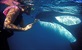 Plivanje s kitovima ubojicama