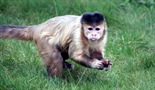 Život majmuna