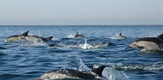Dolphin Army