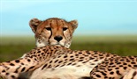 Preživeti Serengeti
