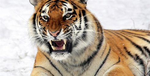 Tigrov napad