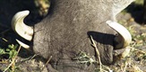 Mother Warthog