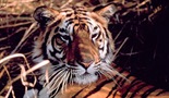 Ratovi tigrova
