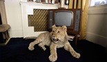 Priča o lavu Kristianu