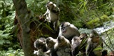 China's Golden Monkeys