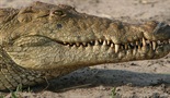 Krokodili Katume