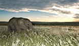 Divlji i vunasti – Slon i njegova ovca