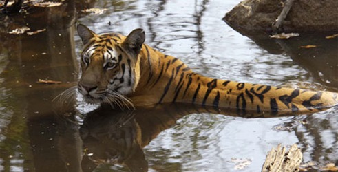 Uhode u tigrovoj prašumi