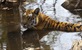 Uhode u tigrovoj prašumi