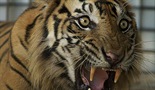 Sumatranski tigrovi ljudožderi