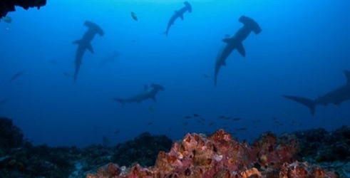 Otok morskih pasa
