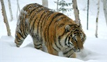 Lov na ruskega tigra