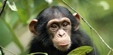 Oslobođene čimpanze
