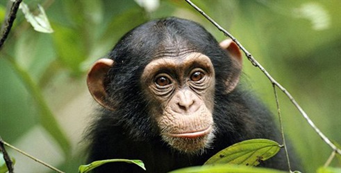 Oslobođene čimpanze