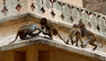 Majmuni lopovi