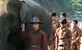 Posljednji čuvari slonova