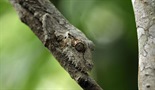 Madagaskar: Legenda ostrva lemura
