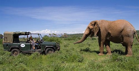 Tajni život slonova