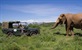 Tajni život slonova