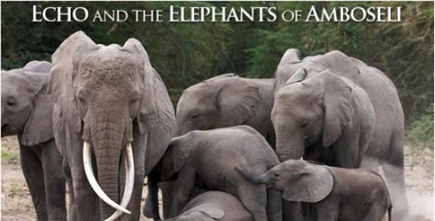 Echo i slonovi Amboselija