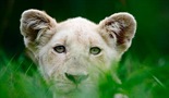 Beli lavovi – Rođeni u divljini