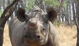 Fila - ženka nosoroga
