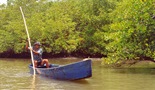 Mangrove - Ugrožene obalne šume u Brazilu