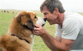CineStar TV Premiere 1: Smisao života jednog psa