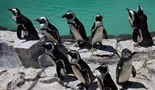 Veliko spasavanje pingvina