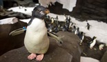 Izgradnja raja za pingvine
