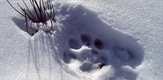 U potrazi za snježnim leopardom